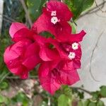 Bougainvillea spp. Flor