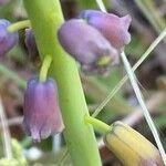 Muscari matritense Flower