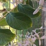 Congea tomentosa Hoja