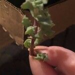 Lampranthus deltoides Leaf