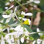 Chamaesyce hypericifolia Цвят