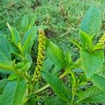 Phytolacca octandra Flor