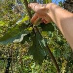 Solanum aculeastrum Hoja