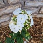 Phlox maculata Flor