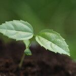 Celtis prantlii Hoja