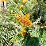 Grevillea pteridifolia Flower