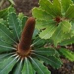 Banksia praemorsa Gyümölcs