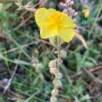 Helianthemum hirtumBlüte