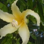 Ceiba insignis Fiore