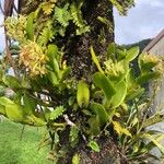 Epidendrum latilabre Blüte