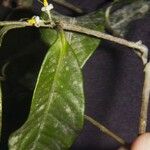 Ardisia compressa Leaf