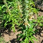 Digitalis lanata عادت داشتن