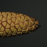 Sclerosperma mannii Frucht