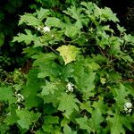 Solanum aculeatissimum Habit