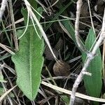 Hieracium gouanii Blatt