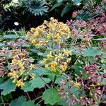 Roldana petasitis Flor