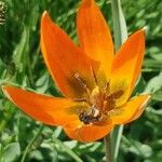 Tulipa orphanidea Blomst