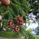 Cryptomeria japonica Frucht