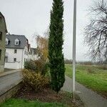 Cupressus sempervirens Alkat (teljes növény)