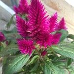 Celosia argenteaFlor