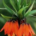 Fritillaria imperialisBlomma