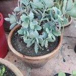 Kalanchoe laxiflora Ліст