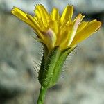 Hypochaeris achyrophorus 花