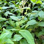 Persicaria virginiana Flor