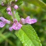 Stachys palustris Λουλούδι