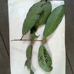 Garcinia benthamiana Φύλλο