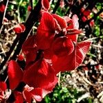 Alchornea davidii Flor