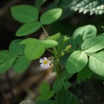 Oxalis barrelieri പുഷ്പം