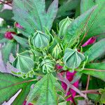 Hibiscus palustris Other