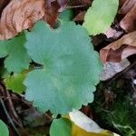 Saxifraga rotundifoliaBlatt