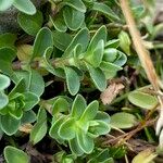 Veronica nummularia 葉