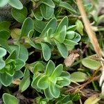 Veronica nummularia Blad