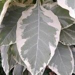 Nicotiana tomentosa Blad