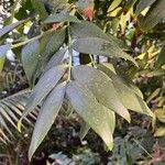 Agathis robusta برگ