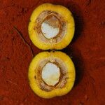Irvingia excelsa Fruit