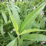 Helianthus pauciflorus Folla