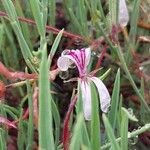 Pelargonium laevigatum Lorea