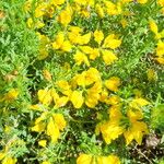 Genista hispanica Fleur