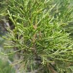 Juniperus sabinaLeaf