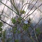 Satureja cuneifolia Flor