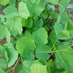 Bauhinia purpurea Fuelha