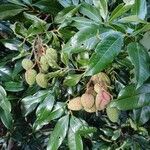 Litchi chinensis Folla