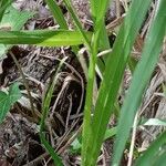 Brachypodium sylvaticum Lapas