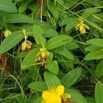 Hypericum calycinumBlomst