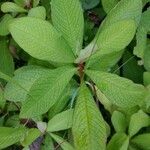 Euphorbia grantii Leaf