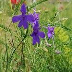 Delphinium consolida Fiore